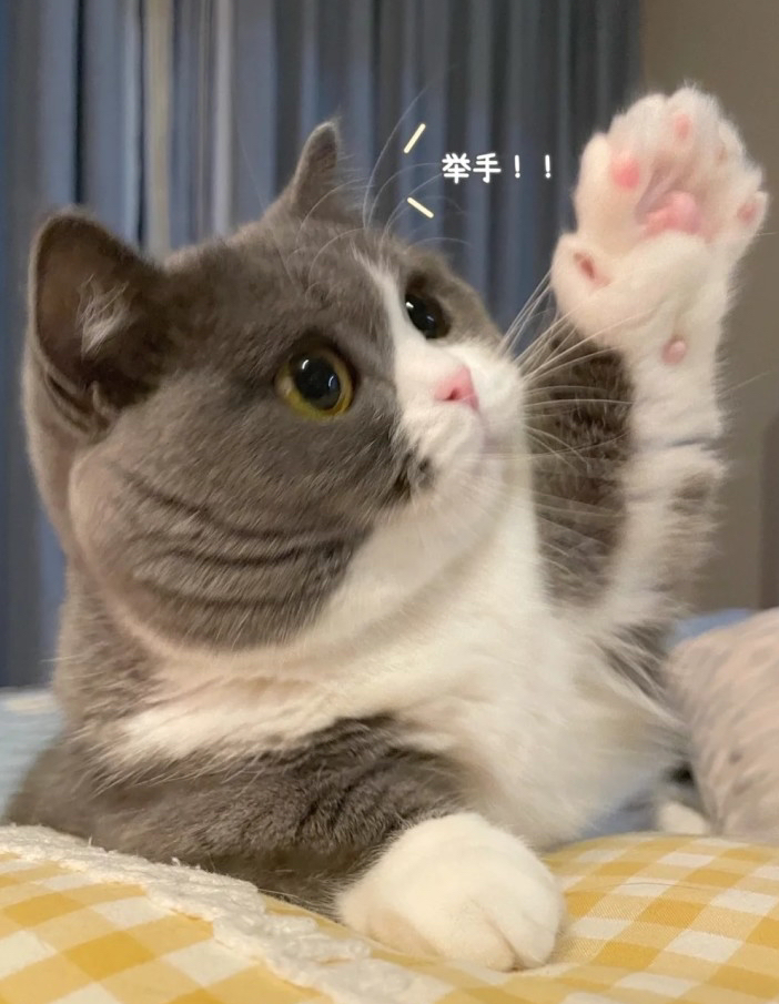 小猫儿一定举手回答,我赞成!