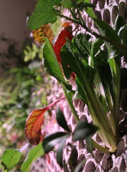 项目解读 横跨创业 可持续发展和设计3大领域 Skema商学院双学位硕士性价比竟如此之高 知乎