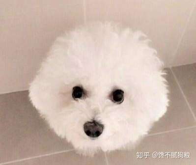 养比熊犬 主人别犯这6件事 最忌讳了 知乎