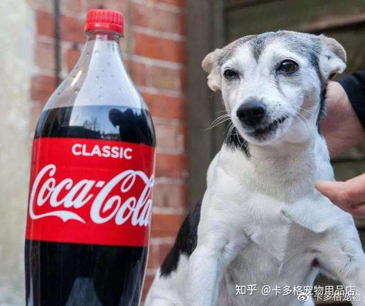 这几种水狗狗喝了等于慢性自杀你中招了吗