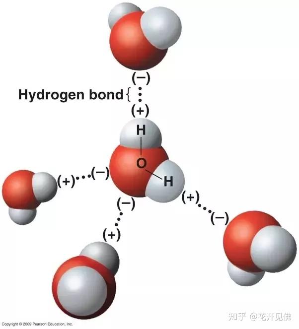 水中氢键示意图图片