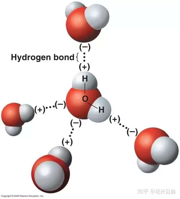 上的孤對電子(帶-電)與氫原子(帶部分 電)形成的供體-配體的配位鍵