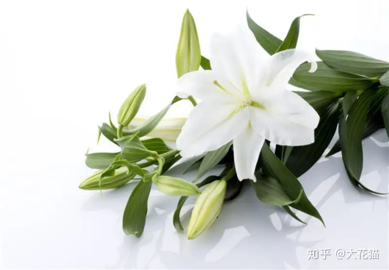 如何挑选百合花 知乎