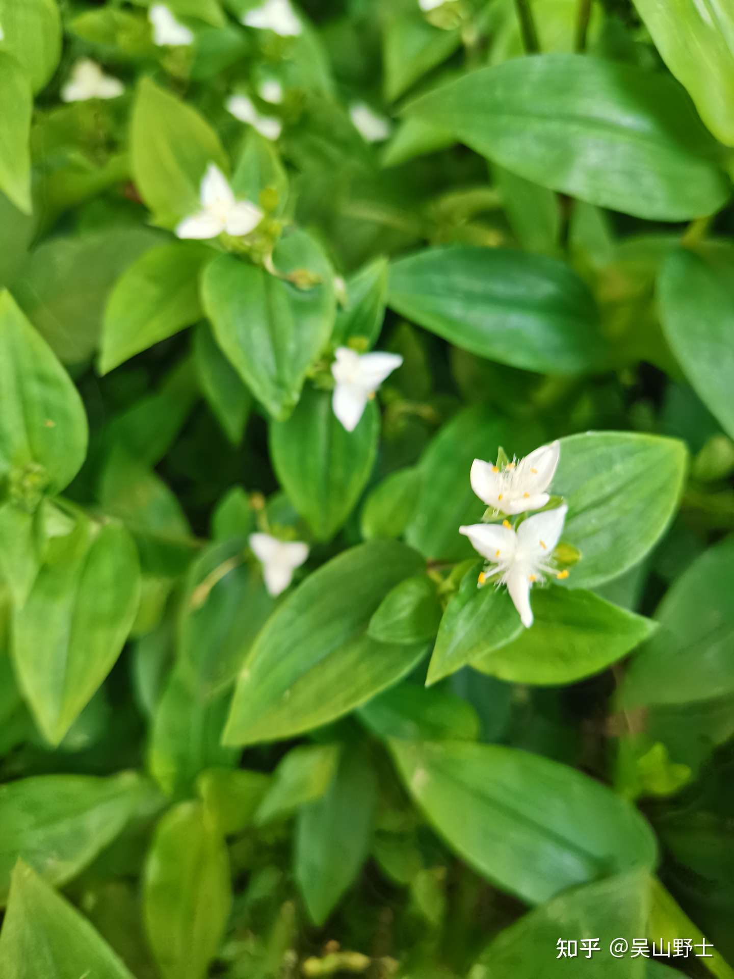 七绝 白花紫露草 平水韵 知乎
