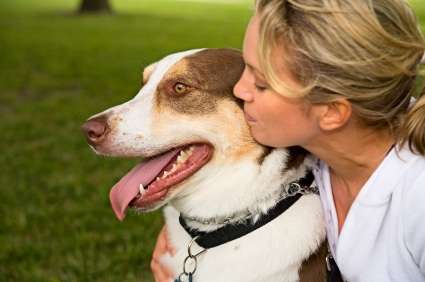 犬的年龄与寿命 知乎