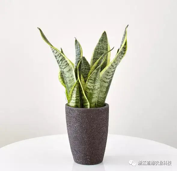 虎皮兰夏季养护技巧，做对了，叶片肥厚挤爆盆！-虎皮兰夏天怎样施肥