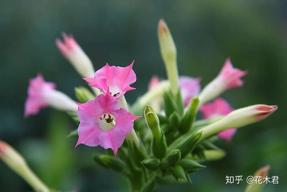 植物科普 有的花卉为何晚上开花 常见的有哪些花 知乎