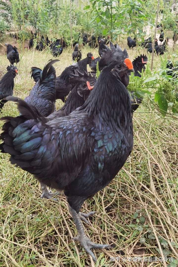 当然是在云南昭通盐津县深山散养的盐津乌骨鸡了哈啊哈哈哈