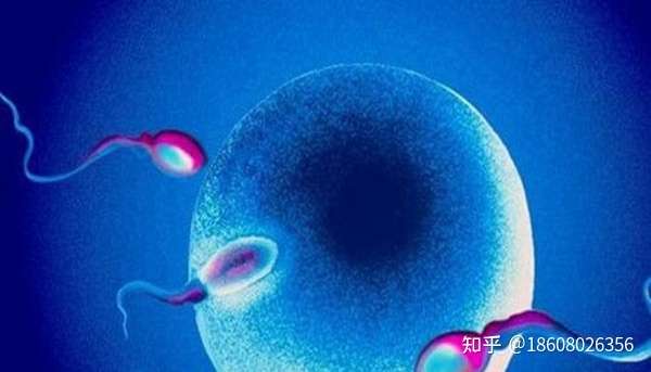成都第三代试管婴儿的费用是多少？（第一试管网）