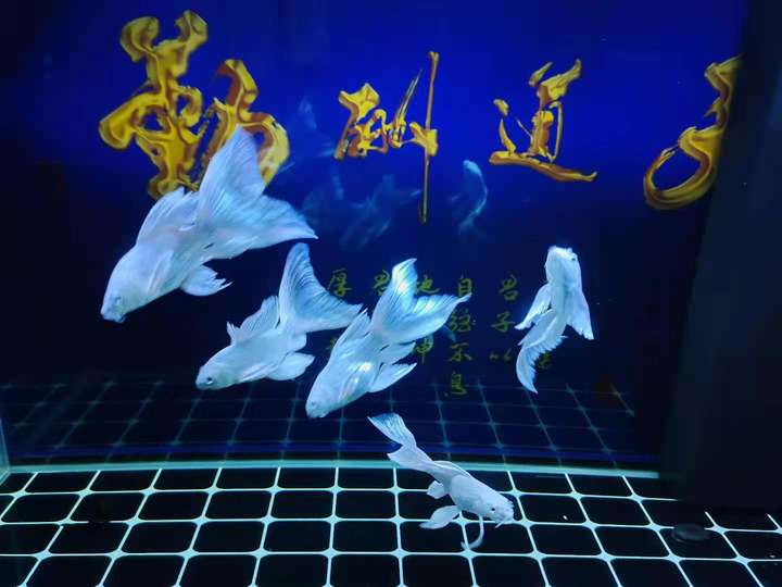 蝴蝶鲤要不要放盐 蝴蝶鲤加多少盐合适 气泡说说