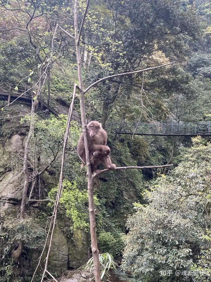 峨眉山非遗申请程序（峨眉山文化遗产艺术馆的玉是真的吗） 第11张