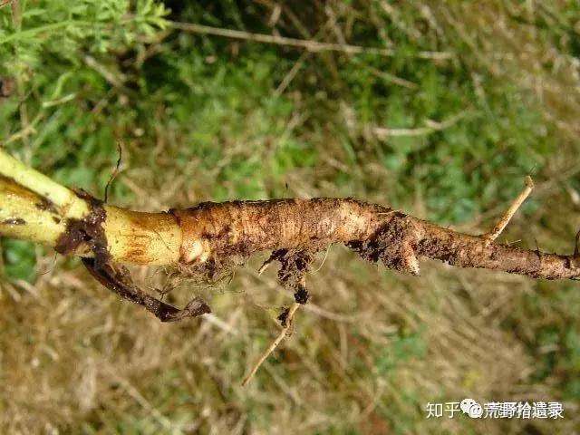 胡萝卜的历史起源及繁多的品种 知乎