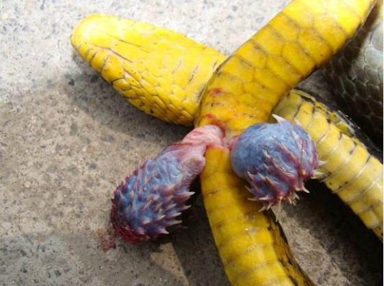 蛇有俩根丁丁嘛