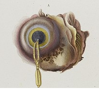 格陵兰鲨眼部寄生虫ommatokoita elongata