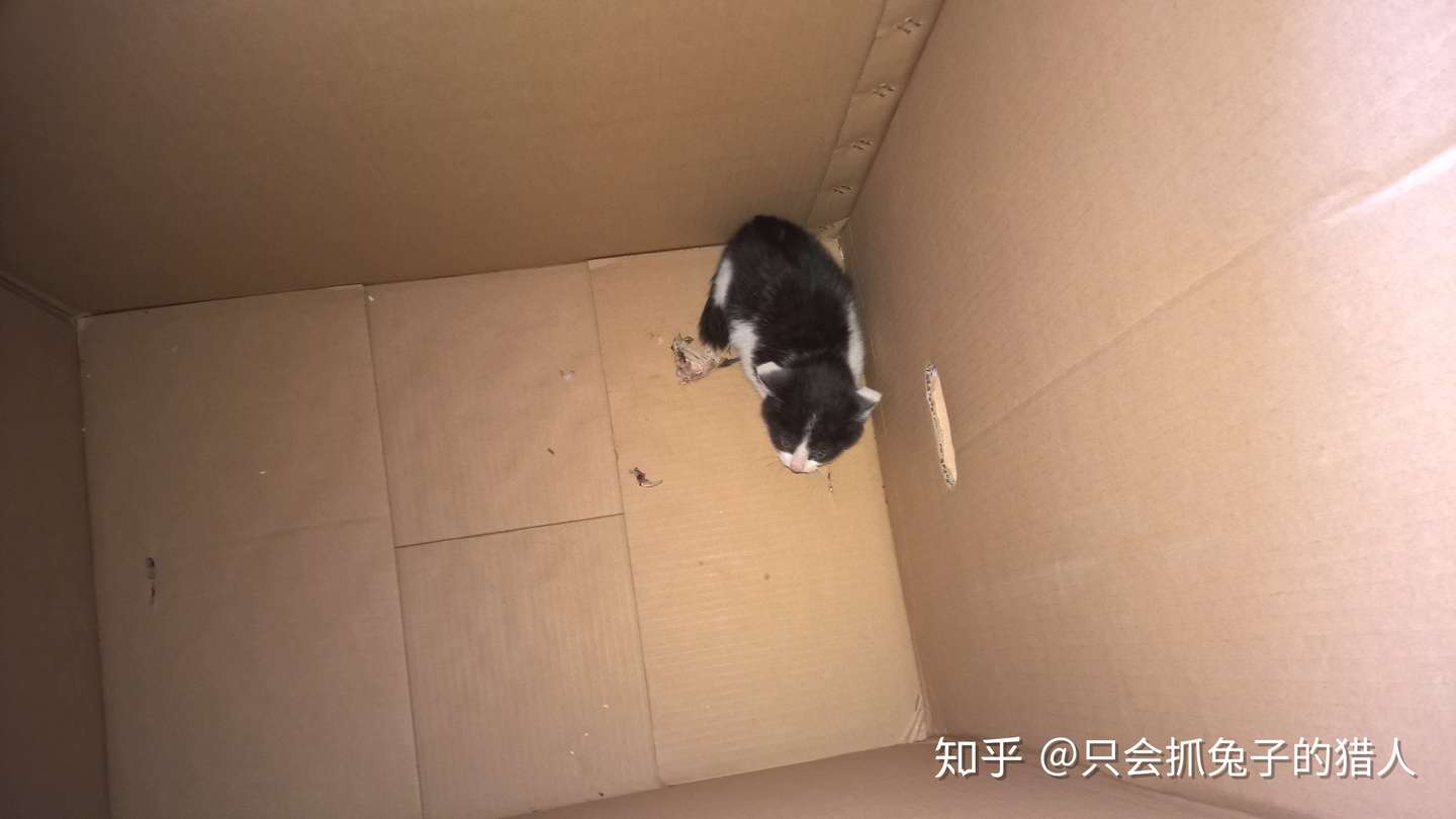 为猫咪改造房子 知乎
