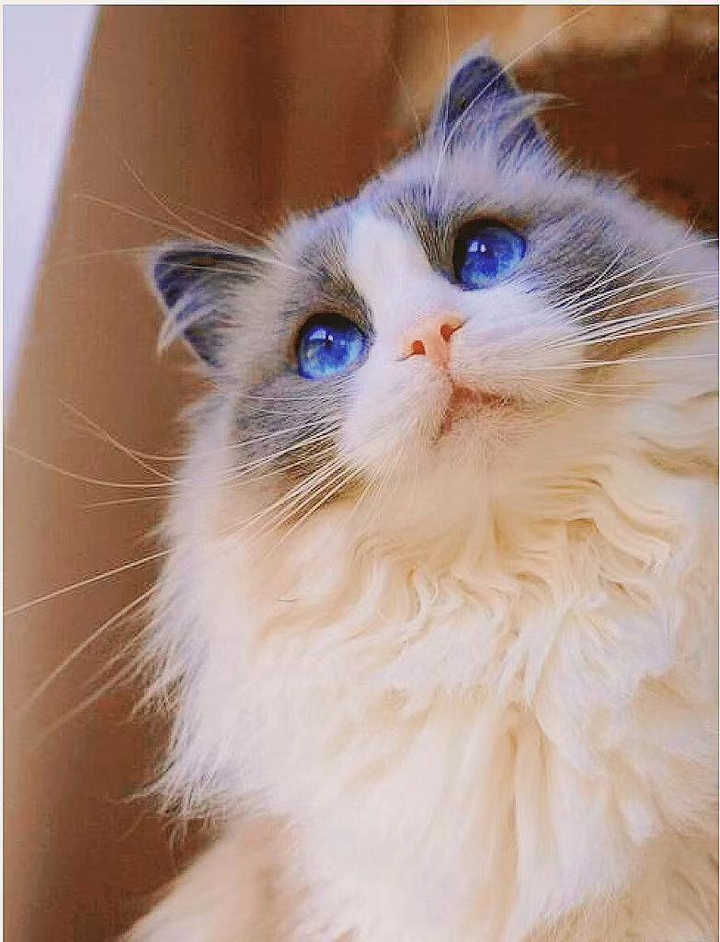 想看看丑丑的小猫咪,有哪些丑萌丑萌的猫猫图看嘛?