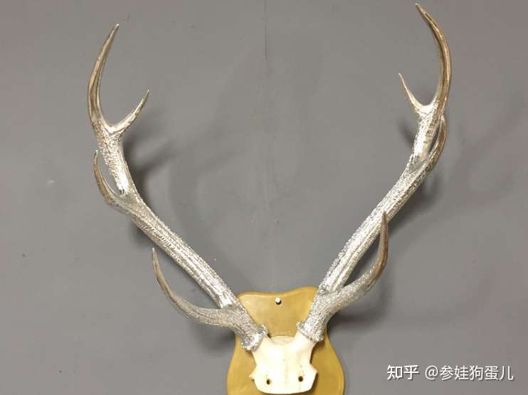 鹿角胶种类等级那点事儿 梅花鹿角胶 马鹿鹿角胶 知乎