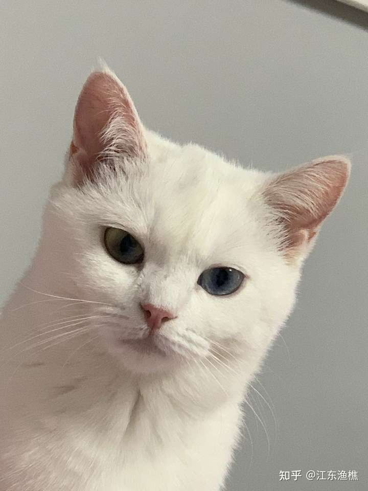 宠物店2000买的猫说是白色英短!怎么办?