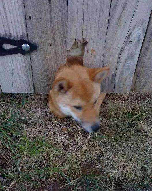 萌宠百科 最容易被卡住的狗狗 柴犬 Shiba Inu 知乎