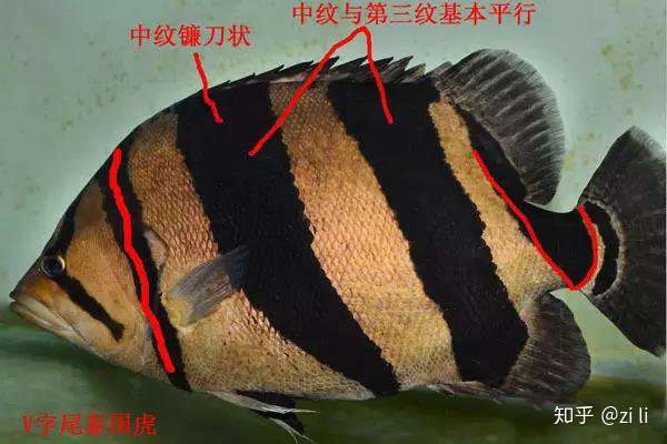 谁再分不清泰虎印尼虎越南虎 就把这篇帖子甩给他 知乎