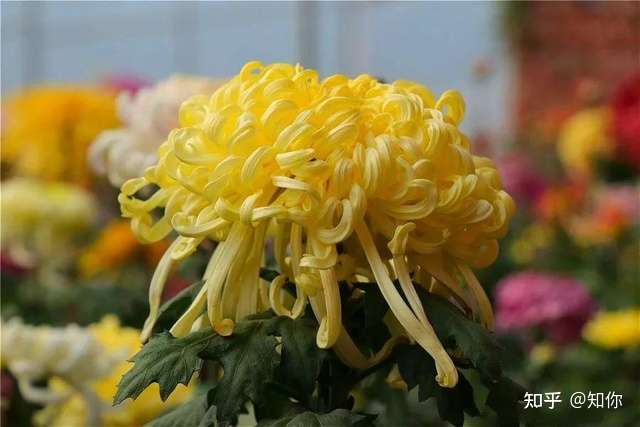这是什么花 知乎 这是什么花 知乎