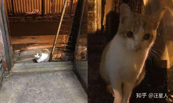 路边流浪猫可怜巴巴求收编 带回家后傻眼 你谁 知乎