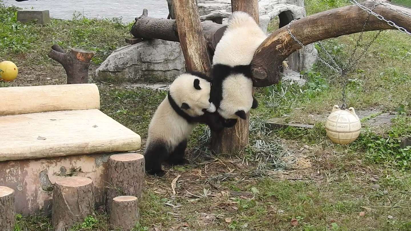 都说喜欢小动物的人都爱逛动物园 那么全国10大动物园你去了几家 知乎