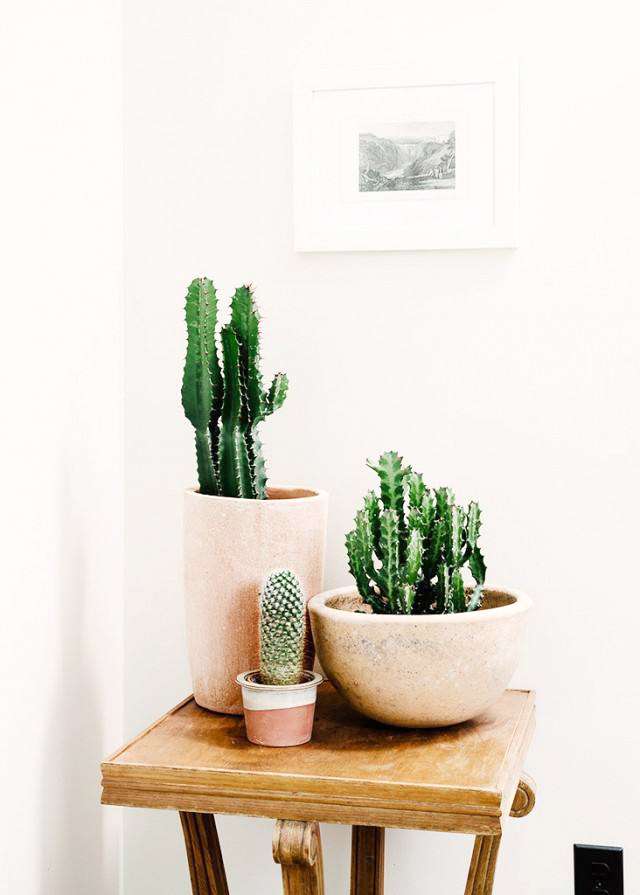 11种貌美又好养的 懒人植物 知乎