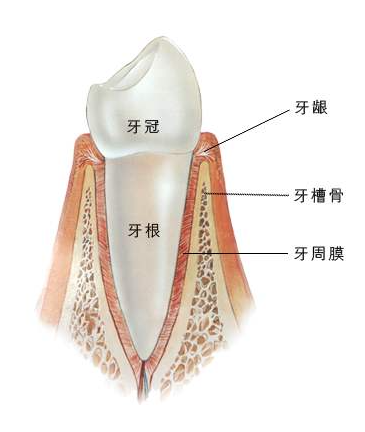 的确,如果把牙齿看作一颗树,牙根是牙齿埋在牙槽骨里的那部分