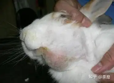 兔子下巴上长脓包怎么办