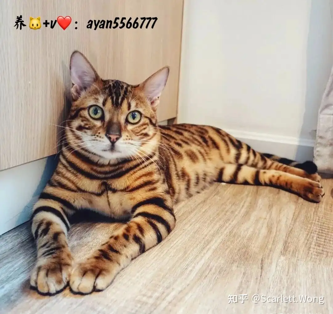 长毛狸花猫千万不能养为什么 长毛狸花猫图片 知乎