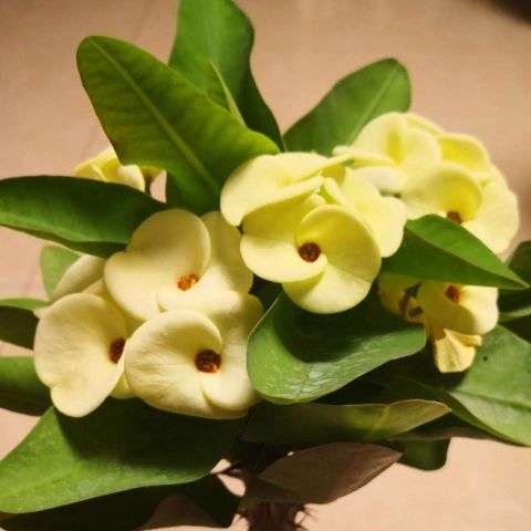 虎刺梅怎么养(虎刺梅的养护大全)插图(5) 虎刺梅怎么养(虎刺梅的养护大全)插图(5)