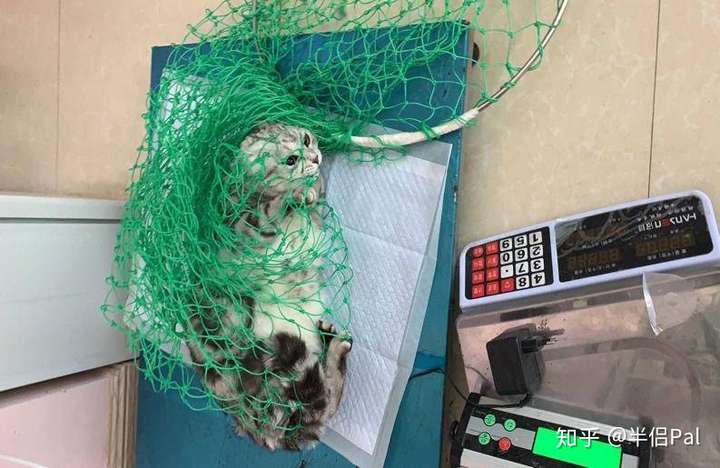 网友家的猫: 这货去医院猫包没法装,只能先用网兜装起来 不得不说,这