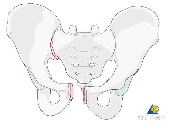 产后骨盆疼痛的元凶 耻骨联合障碍 如何预防和照护 知乎