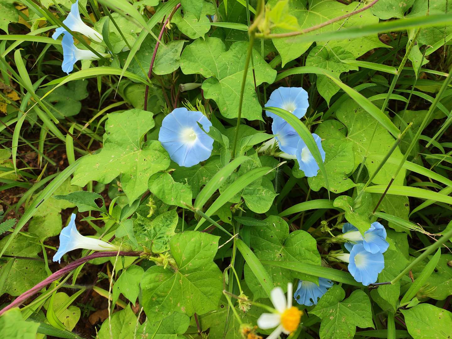 你所不了解的牵牛花 知乎