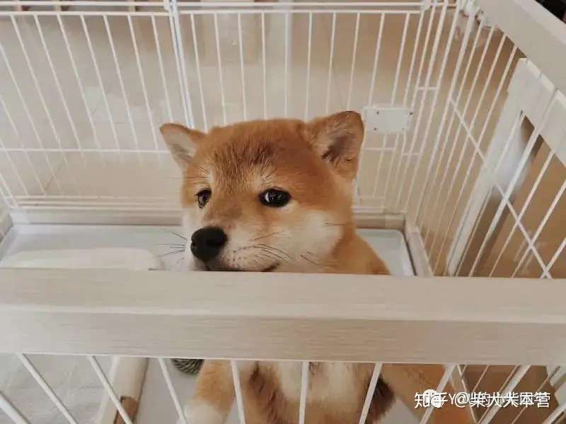 柴犬狗狗智商排名 柴犬狗狗智商排名