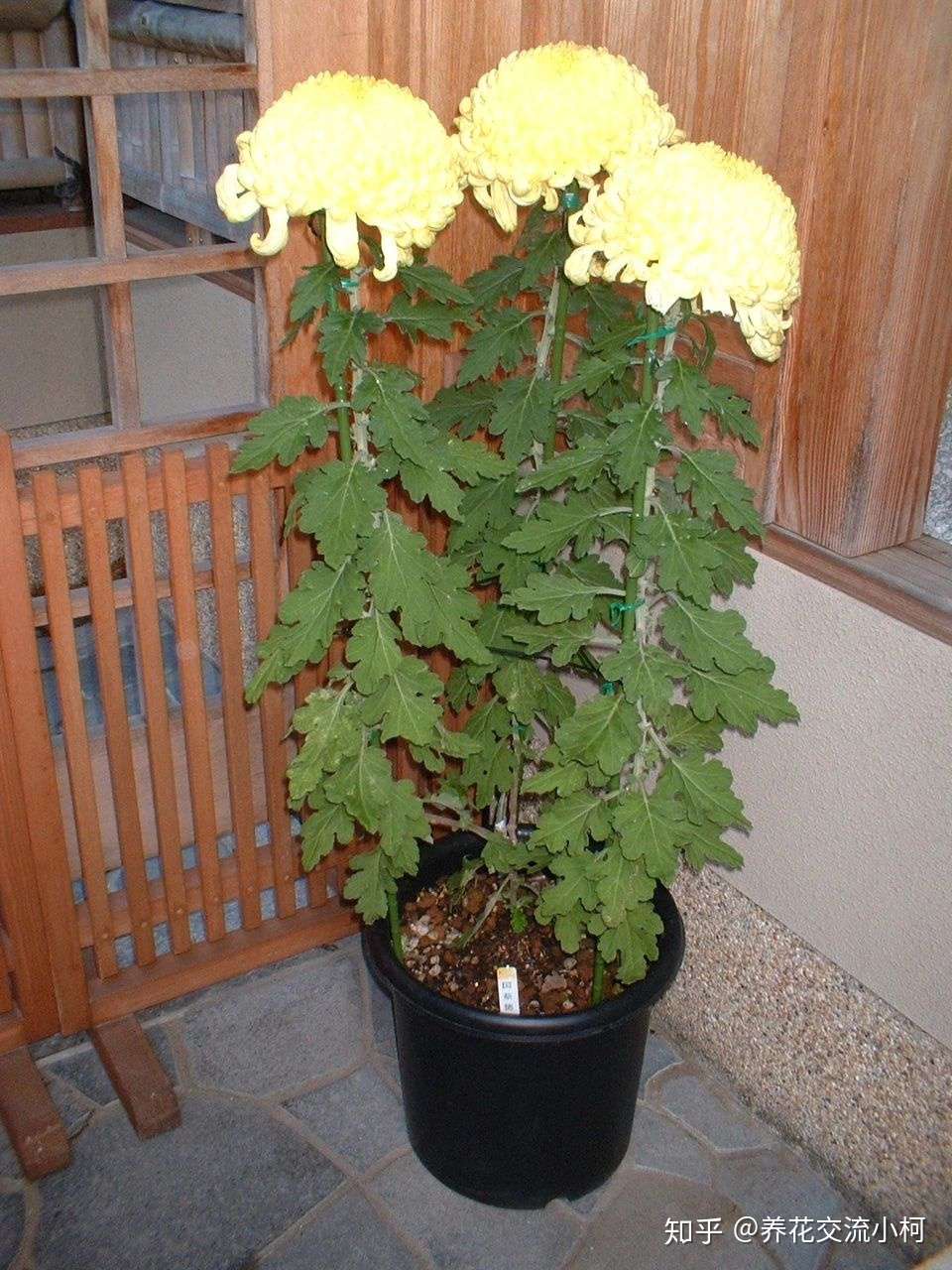 大菊和小菊对比 室内和户外养护差别大 想年年复花真不难 知乎