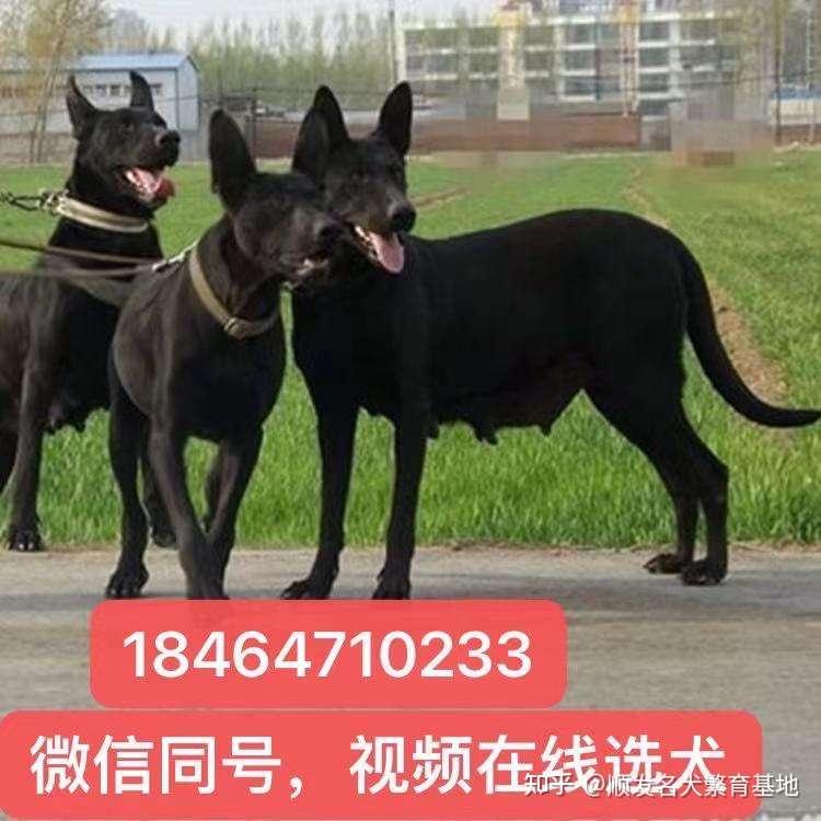 黑狼犬价格 纯种黑狼犬幼犬价格 最新黑狼犬多少钱一只 知乎
