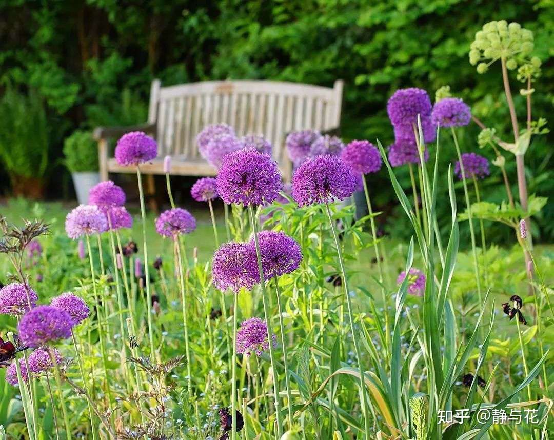 识花小记 大花葱 知乎