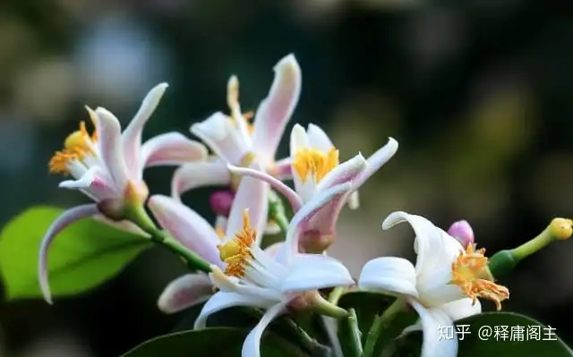 柠檬花 知乎