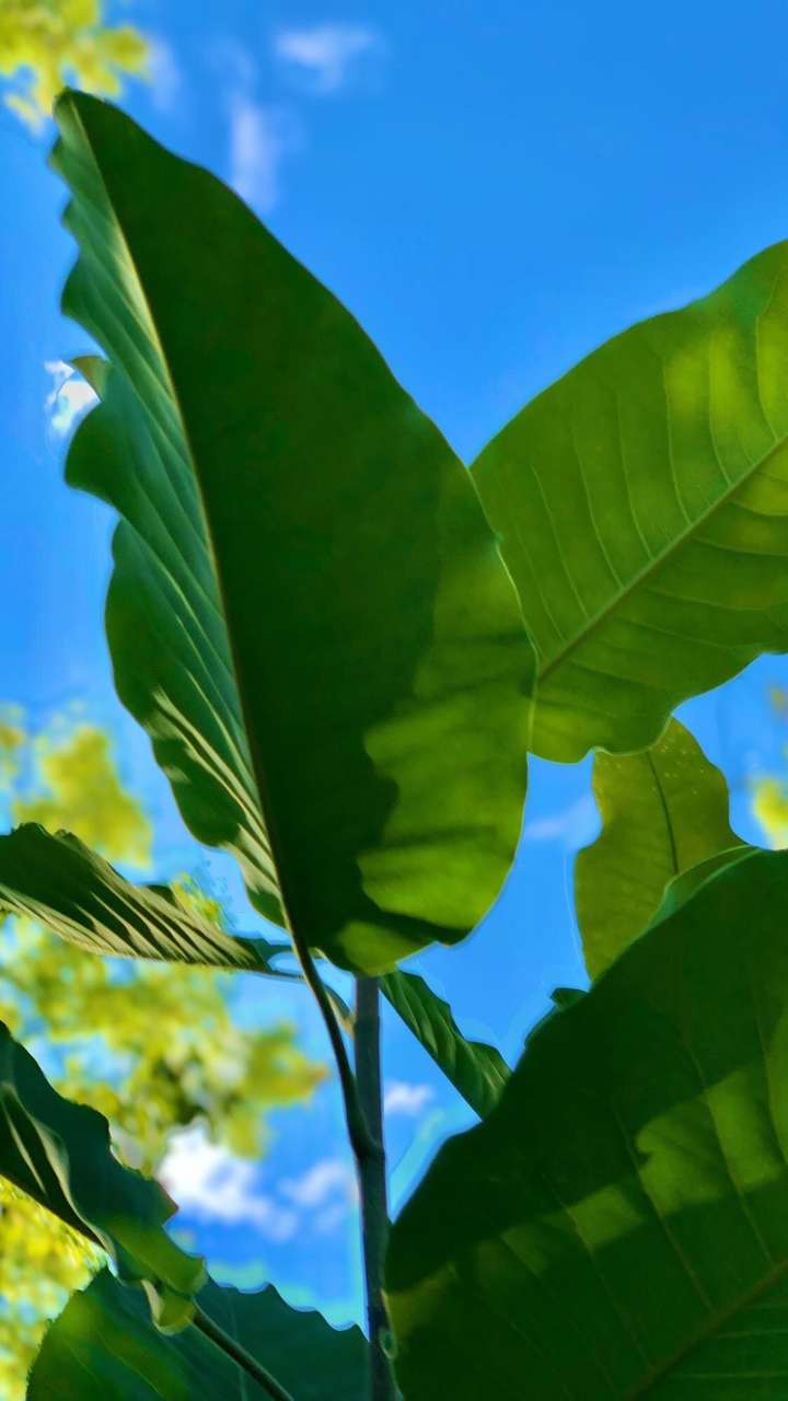 有没有清新简约的绿植 手机壁纸?越简越好.