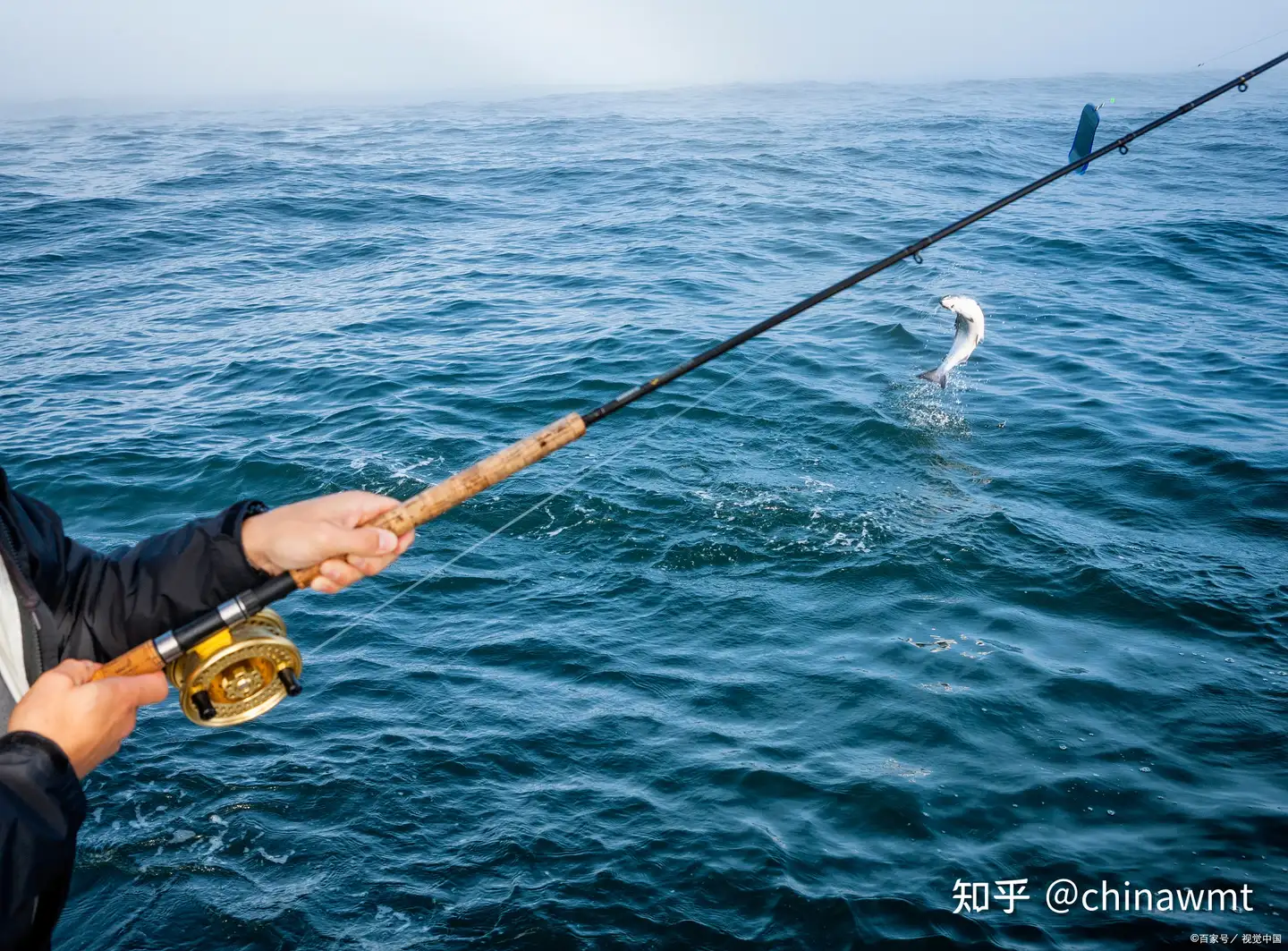 威美特渔具」路亚碳纤维钓鱼竿- 知乎