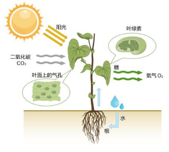 “AI二氧化碳农业系统”助力大棚农业高质量发展重塑绿色经济(图1)
