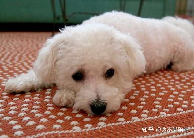 养比熊犬 主人别犯这6件事 最忌讳了 知乎
