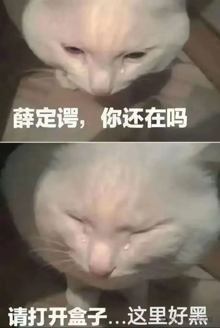 实测Gemini图片转视频新功能，终于蹲到经典梗图后续了（doge）