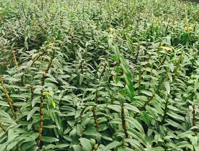 什么药材好种植利润高（农村种植什么药材前景好）