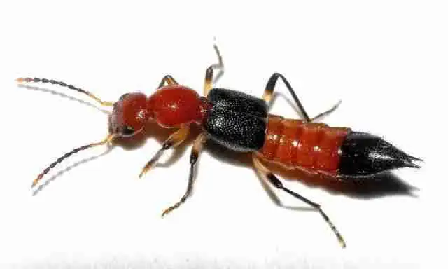 尾巴是红色的,越到后面越细,最后连接了一个黑色的尖刺,刺还有点翘是