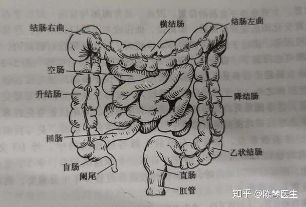 小肠走向解剖图图片
