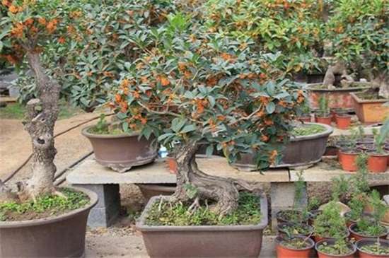 盆栽桂花的养殖方法和注意事项 知乎