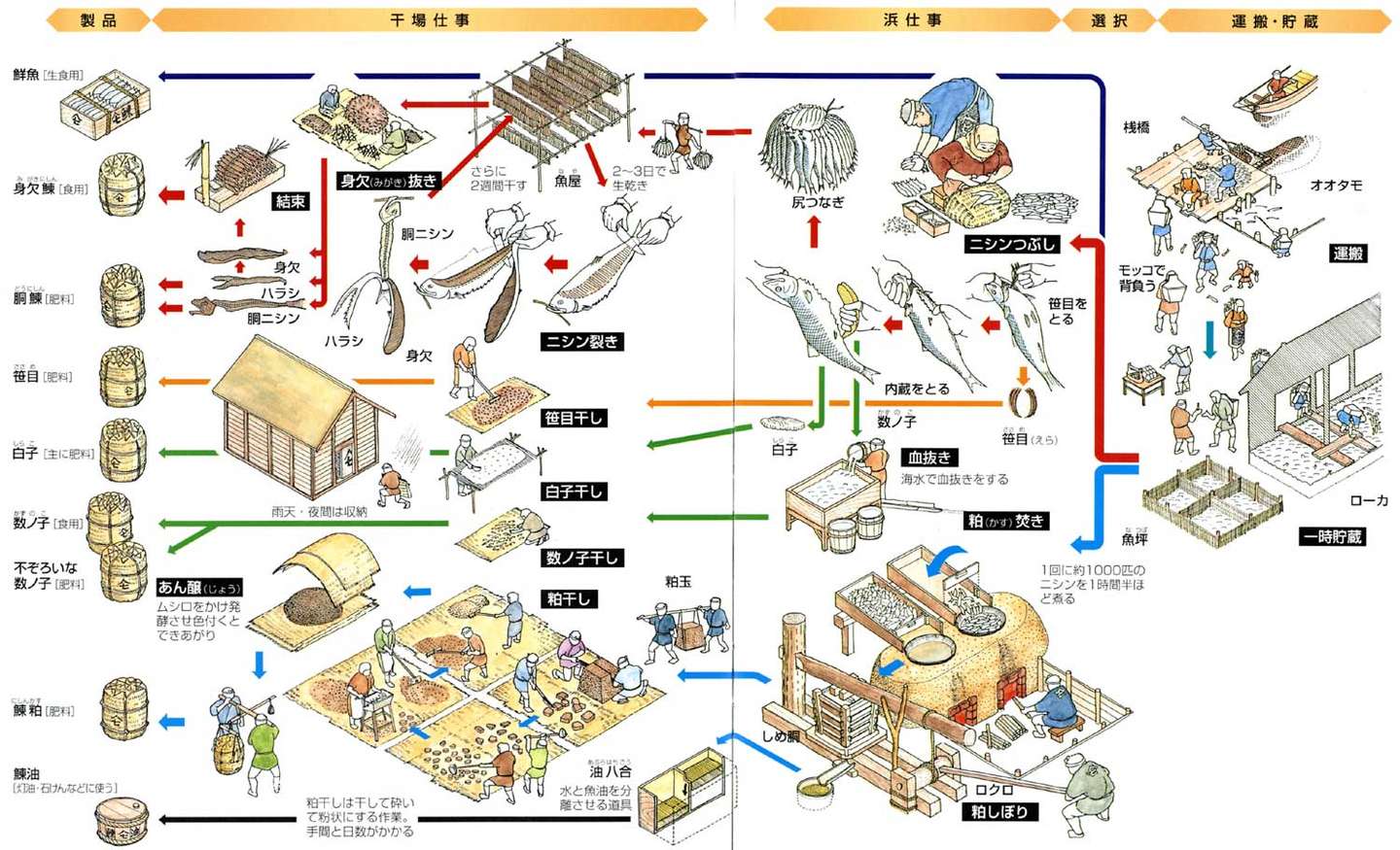 太平洋鲱 穿越到江户时代投身鲱鱼产业的可行性研究 知乎